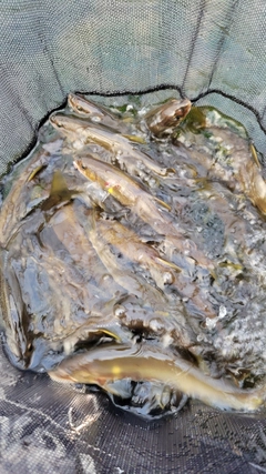 アユの釣果