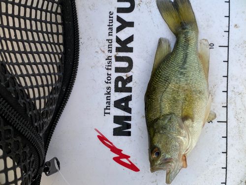 ラージマウスバスの釣果