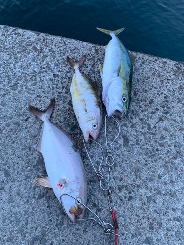 ネイリの釣果