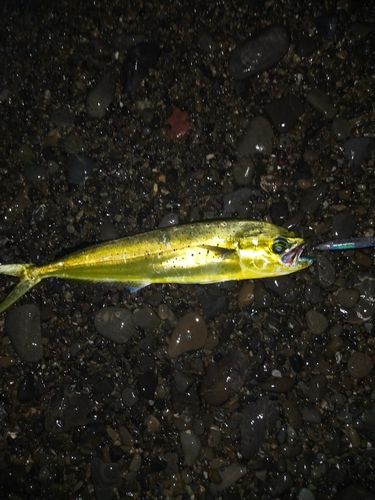 シイラの釣果