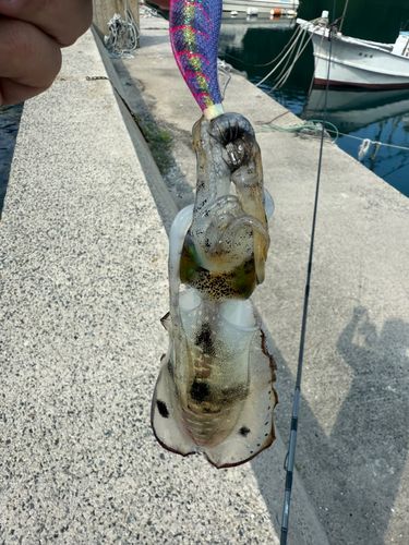 アオリイカの釣果