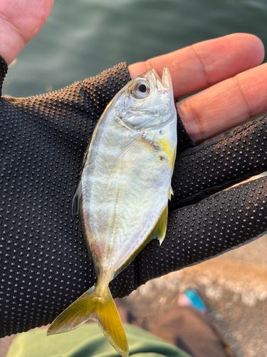 メッキの釣果