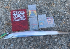 タチウオの釣果