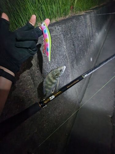 キビレの釣果