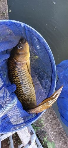 コイの釣果