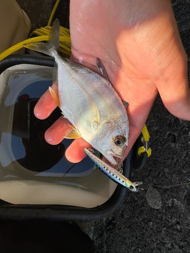 メッキの釣果