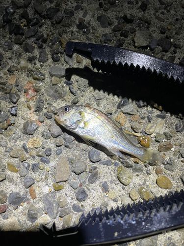マハゼの釣果