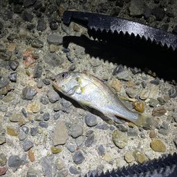 マハゼ