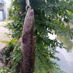 ライギョ