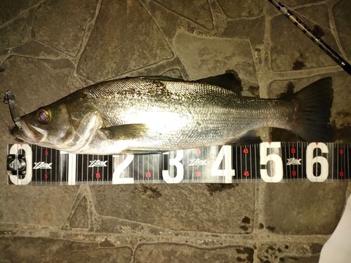 ヒラスズキの釣果
