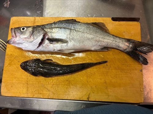 フッコ（マルスズキ）の釣果