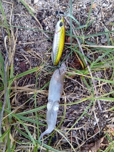 ベイカの釣果