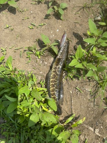 ライギョの釣果