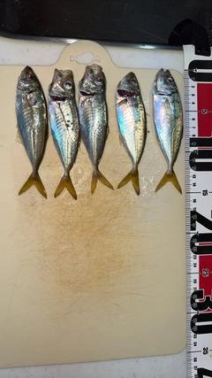 マアジの釣果