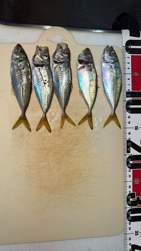 マアジの釣果