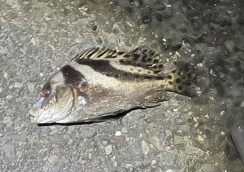 コショウダイの釣果