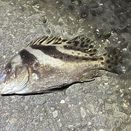 コショウダイ
