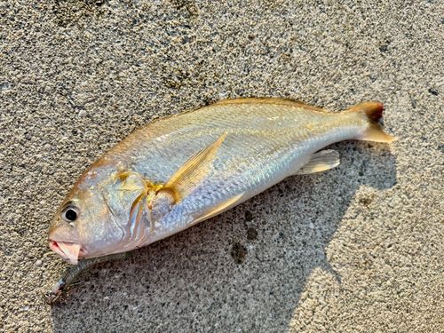 イシモチの釣果