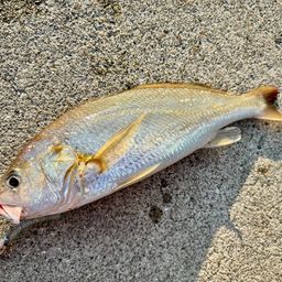 イシモチ