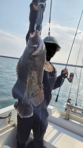 マツダイの釣果