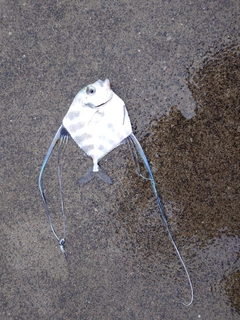 イトヒキアジの釣果