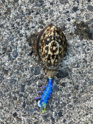スミイカの釣果