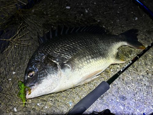 キビレの釣果