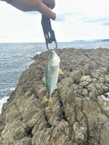フクラギの釣果