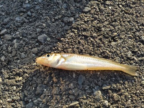 シロギスの釣果