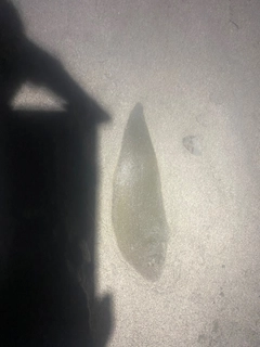 シタビラメの釣果