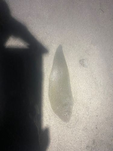 シタビラメの釣果