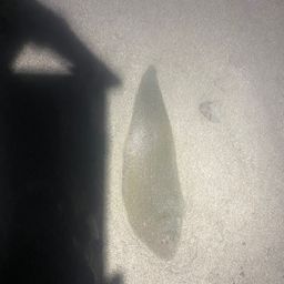 シタビラメ