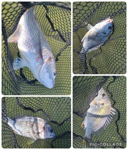 チヌの釣果