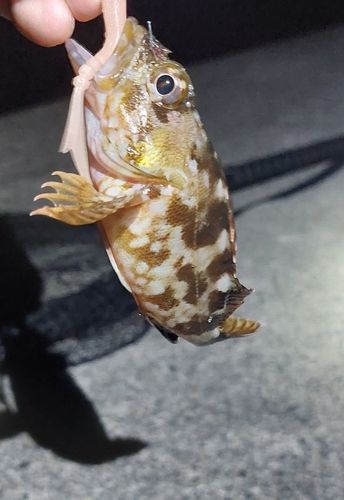 カサゴの釣果