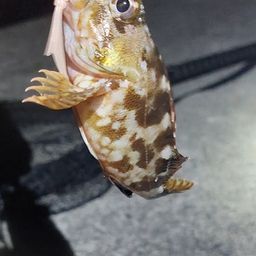 カサゴ