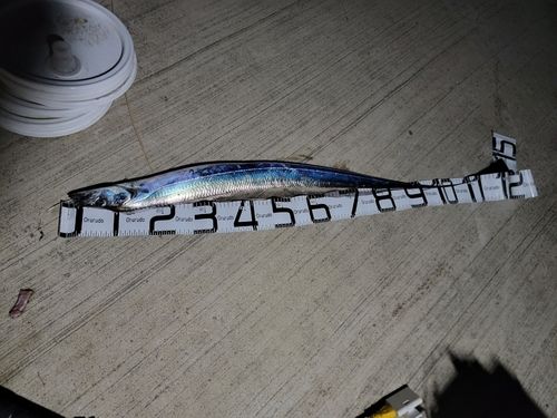 タチウオの釣果