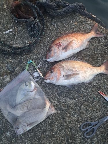 チヌの釣果