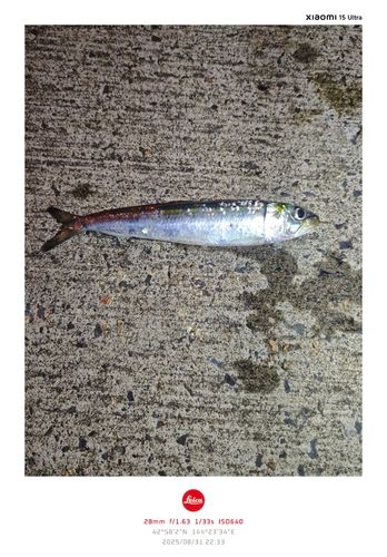 マイワシの釣果