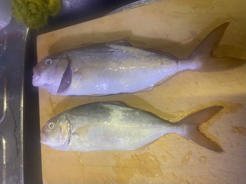 ショゴの釣果