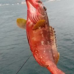 アカハタ