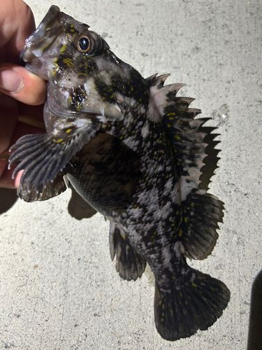 ソイの釣果