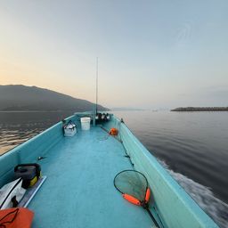 オオモンハタ