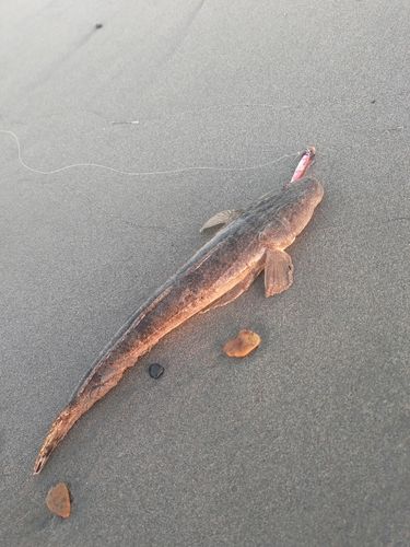 マゴチの釣果