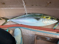 ブリの釣果