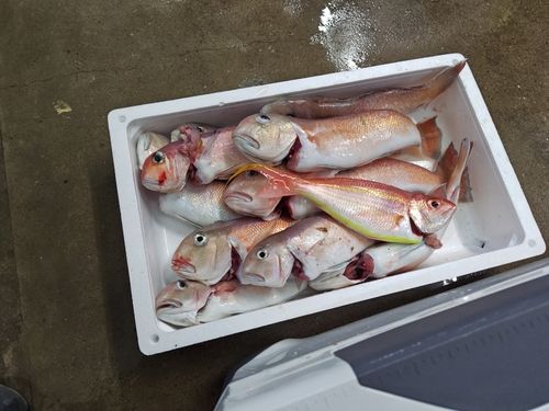 シロアマダイの釣果