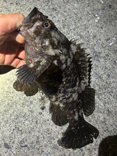 ソイの釣果