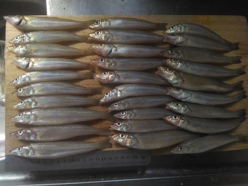 キスの釣果