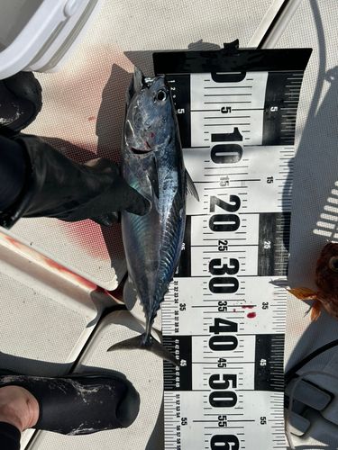 スマカツオの釣果