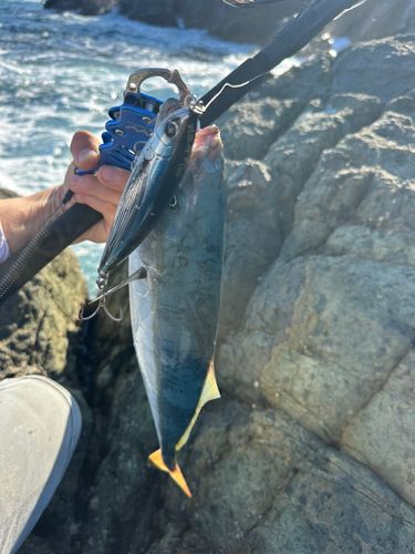 イナダの釣果