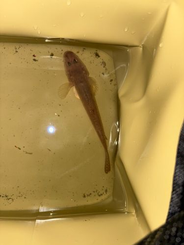 ハゼの釣果